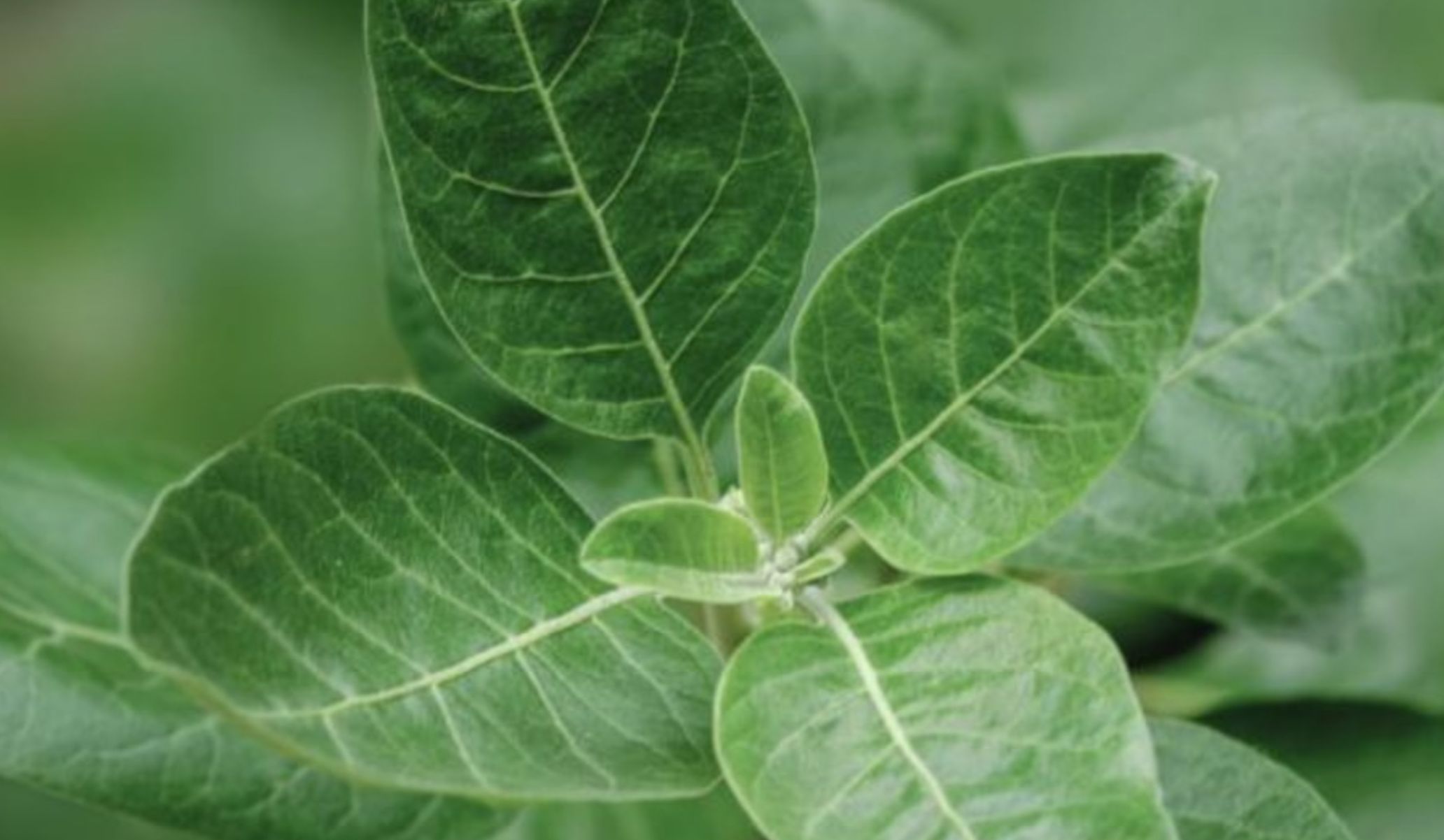 La planta que ayudar a reducir el estrés, ansiedad y problemas de sueño